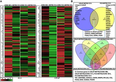 Identification and Characterization of Key Differentially Expressed Genes Associated With Metronomic Dosing of Topotecan in Human Prostate Cancer